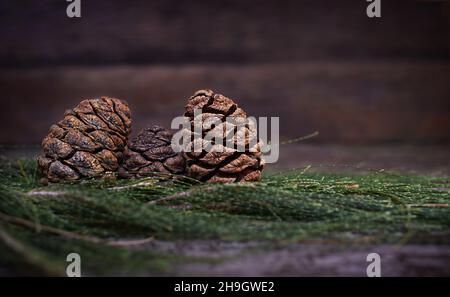 Christmas sequoia cones on coniferous branches on a wooden background. Stock Photo