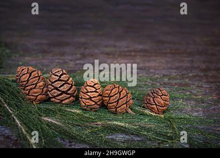 group of cones on coniferous branches on a wooden background.  concept Stock Photo