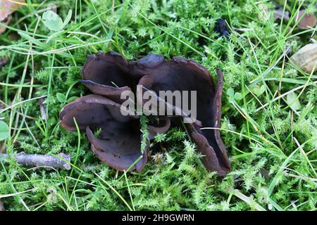 Otidea bufonia, known as split goblet or rabbit-ear cup fungus, wild mushroom from Finland Stock Photo