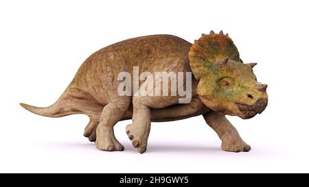 young Triceratops horridus, dinosaurs isolated on white background Stock Photo
