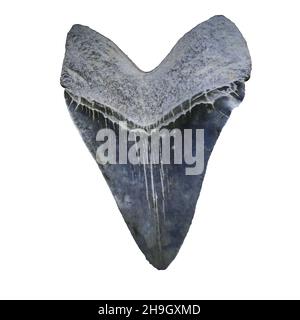 Megalodon shark tooth isolated on white background Stock Photo