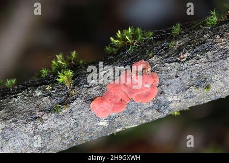 Cytidia salicina, commonly known as scarlet splash, wild mushroom from Finland Stock Photo