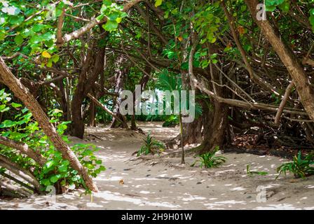 Sandy path through tropical jungle leading to a peaceful beach Stock Photo