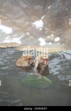 A pair of Japanese macaques, also known as a snow monkeys, grooming inside the hot spring pool at Jigokundai Yaen Koen in Nagano, Japan in winter. Stock Photo