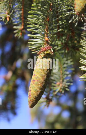 Beautiful green pine cones hanging on the fir tree branches in the bright sunshine. Stock Photo