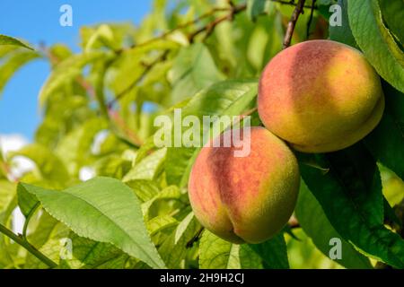 Two ripe peaches on a branch in orchard. Organic Natural fruit. Mature peaches among green leaves. Close-up. Selective focus. Copy space. Stock Photo