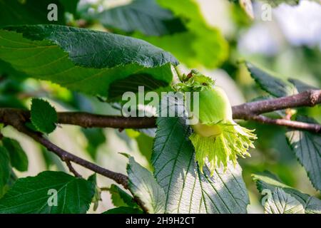 Young hazelnuts on a branch. Backlit by the sunlight. Bright green foliage. Close-up. Selective focus. Stock Photo