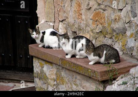 Three cats on a wall looking at the camera Stock Photo