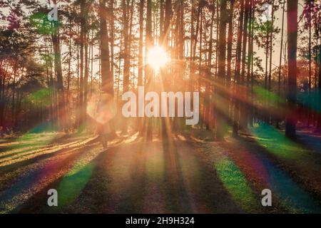 Pine tree at sunrise in Boa Keaw Silvicultural Research Station (Suan Son Boa Keaw), Chiang Mai, Thailand. Stock Photo