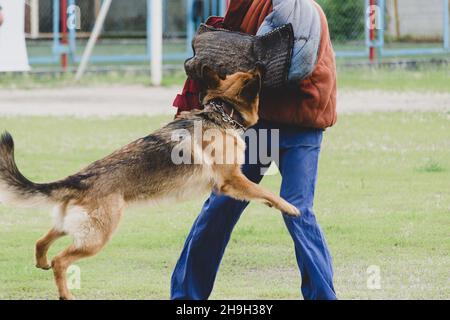 German Shepherd attacks a person in special protective clothing. Service dog training. Motion Blur, Defocus, Noise, Grain Effect. Stock Photo