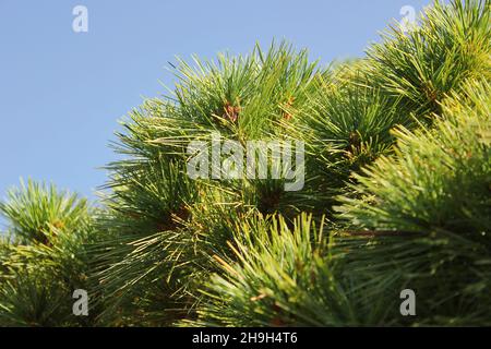 Lush green pine branches growing in the bright sunshine. Stock Photo