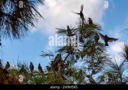 starlings heralding the arrival of winter Stock Photo