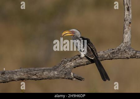 A Southern Yellow-billed Hornbill perched on a branch with a worm in its beak, Greater Kruger. Stock Photo