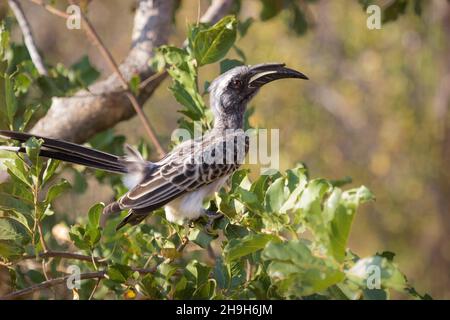 African Grey Hornbill sitting in a Red Bushwillow tree, Greater Kruger Stock Photo