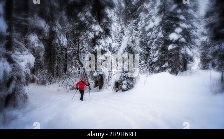 nice senior woman snowshoing in heavy snow fall in a winterly forest and moor landscape in the Bergenzer Wald area of Vorarlberg, Austria Stock Photo