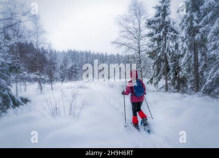 nice senior woman snowshoing in heavy snow fall in a winterly forest and moor landscape in the Bergenzer Wald area of Vorarlberg, Austria Stock Photo