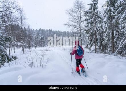 nice senior woman snowshoing in heavy snow fall in a winterly forest and moor landscape in the Bergenzer Wald area of Vorarlberg, Austria Stock Photo