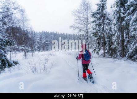 nice senior woman snowshoing in heavy snow fall in a winterly forest and moor landscape in the Bergenzer Wald area of Vorarlberg, Austria Stock Photo