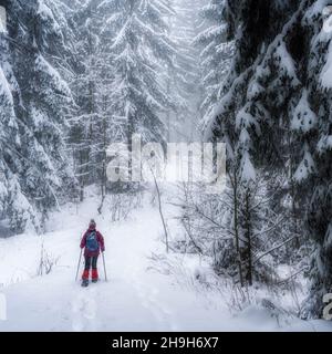 nice senior woman snowshoing in heavy snow fall in a winterly forest and moor landscape in the Bergenzer Wald area of Vorarlberg, Austria Stock Photo
