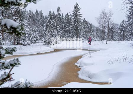 nice senior woman snowshoing in heavy snow fall in a winterly forest and moor landscape in the Bergenzer Wald area of Vorarlberg, Austria Stock Photo