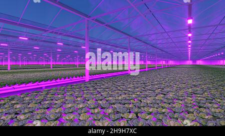 Industrial greenhouse with purple LED light. Hydroponic indoor vegetable plant factory. Green salad farm. 3D render Stock Photo