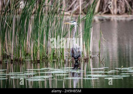 Great blue heron among the reed grass and lily pads in a small wetland pond in the springtime. Stock Photo