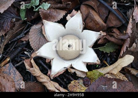 Geastrum triplex, also called Geastrum michelianum, commonly known as the collared earthstar, wild fungus from Finland Stock Photo