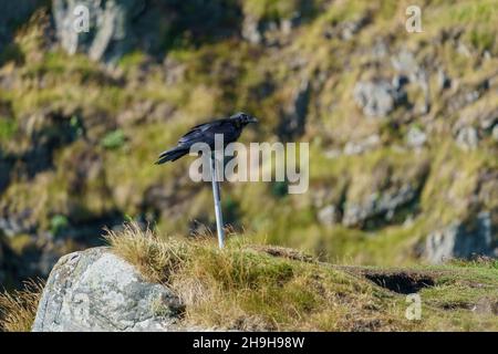 RUNDE, NORWAY - 2020 JULY 23. Carrion crow (Corvus corone) black bird sitting on the sign post. Stock Photo