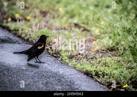 Male red-winged blackbird standing on the edge of the pavement near a wetland pond in the springtime in Taylors Falls, Minnesota USA. Stock Photo