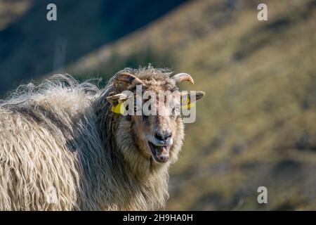 RUNDE, NORWAY - 2020 MAY 20. Closeup of a sheep in the mountain. Stock Photo