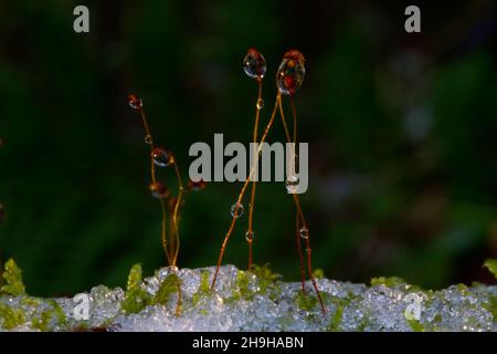 Close-up of moss in melting snow, waterdrops on spore capsules Stock Photo