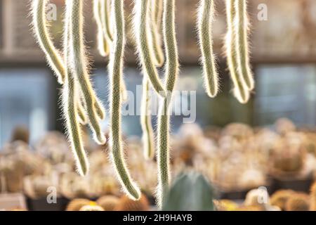 Part of a prickly green cactus . Hanging parts Stock Photo