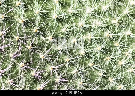 Part of a prickly green cactus.Background Stock Photo