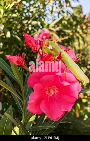 A green mantis sits on a pink rhododendron flower Stock Photo