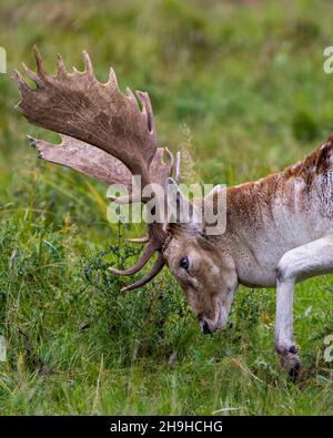 Fallow Deer male head shot close-up with a blur green background in the rutting season in its environment and habitat. Deer Photo and Image