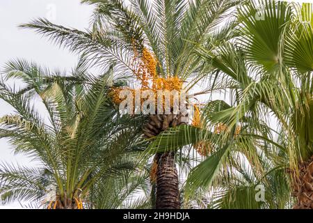 Phoenix dactylifera, commonly known as date or date palm. Stock Photo