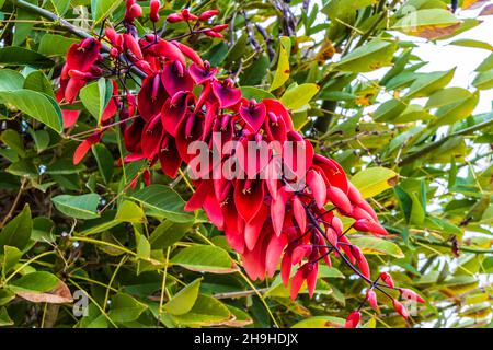 Bright red flowers of Cockspur coral tree Erythrina crista-galli. Stock Photo