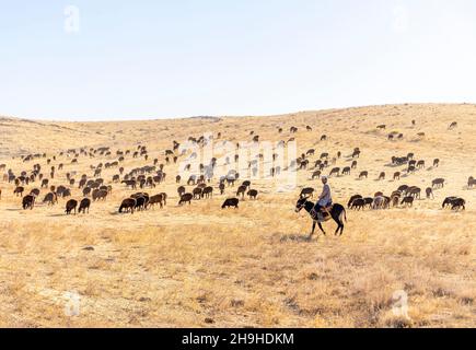 A shepherd watching sheep herd grazing in the Kazakhstan steppe. Sheep cattle in Kazakh pasture. Stock Photo