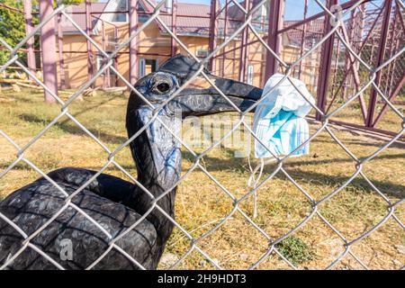 Abyssinian ground hornbill or northern ground hornbill (Bucorvus abyssinicus), bird with a face mask in his beak. Shymkent zoo, Kazakhstan. A