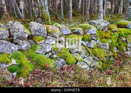 GROWTH OF MOSS Bryophyta GROWING ON LICHEN COVERED STONES IN A WALL Stock Photo