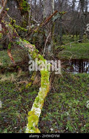 OLD ROTTEN LOG COVERED WITH A GROWTH OF YELLOW GREEN MOSS AND FUNGI Stock Photo