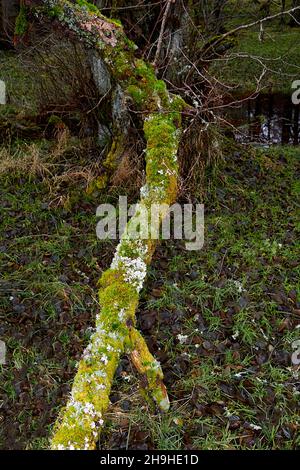 OLD ROTTEN TREE BRANCH COVERED WITH YELLOW GREEN MOSS AND FUNGI Stock Photo