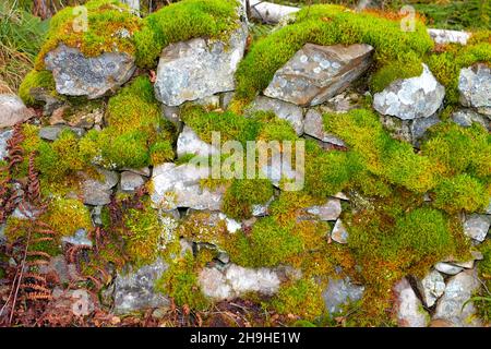 PROLIFIC GROWTH OF MOSS Bryophyta GROWING ON LICHEN COVERED STONES IN A WALL Stock Photo