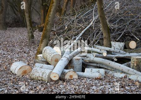 Stacked Cut Poplar Logs On Wood-cutting Area Stock Photo, Picture and  Royalty Free Image. Image 26063322.