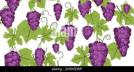 Purple red grape bunches on the vine. Branches with berries on a dense bush. Isolated on white background. Young vineyard. Sweet autumn harvest Stock Vector