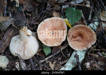 Lactarius torminosus, known as the woolly milkcap or the bearded milkcap, wild mushroom from Finland Stock Photo