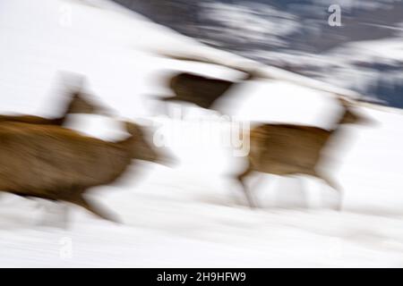 Deer on the snow background in winter season move painting effect in camera of Stock Photo