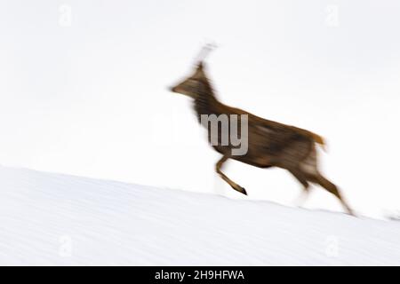 Deer on the snow background in winter season move painting effect in camera of Stock Photo