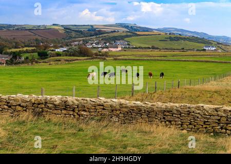A herd of mixed cattle grazing in a field next to the South West Coast Path on top of cliffs at Burton Bradstock, Jurassic Coast, Dorset, England, UK Stock Photo