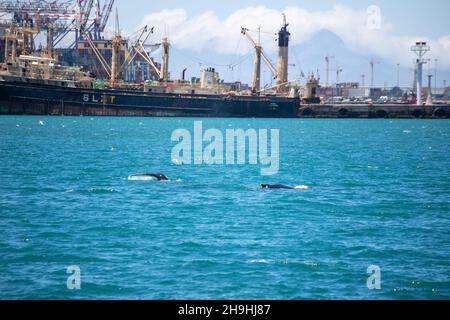 Cape Town, South Africa. 7th Dec, 2021. A whale is spotted near V&A Waterfront, a popular beach-side tourism attraction in Cape Town, South Africa, Dec. 7, 2021. Credit: Lyu Tianran/Xinhua/Alamy Live News Stock Photo